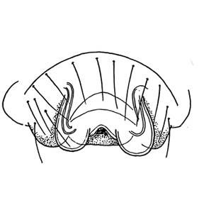 speciesimage