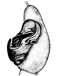 speciesimage