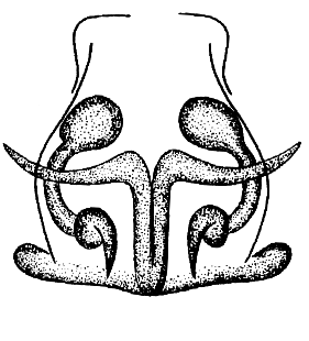 speciesimage