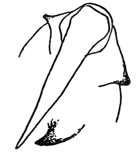 species