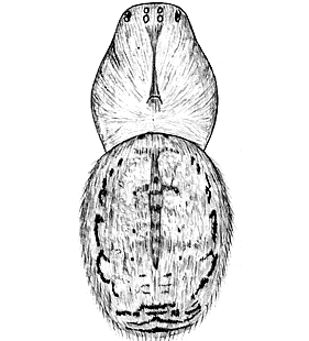 species