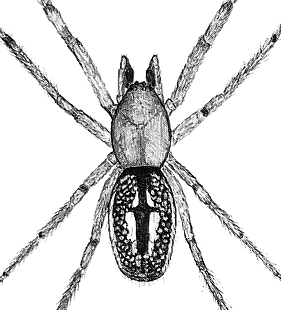 species