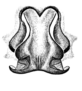 speciesimage