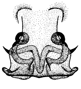 speciesimage