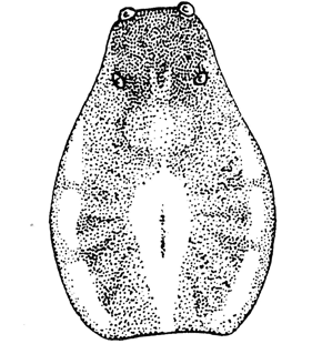 speciesimage