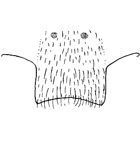 speciesimage