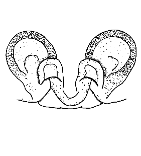 speciesimage