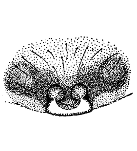 speciesimage