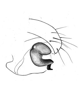 speciesimage