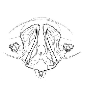 speciesimage