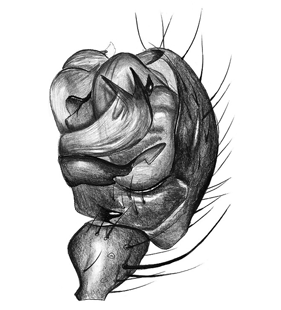 speciesimage