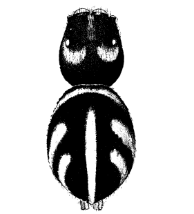 speciesimage