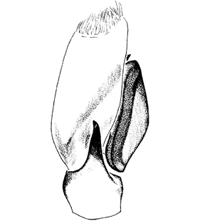 species