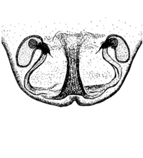 speciesimage