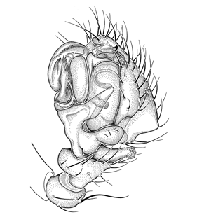 speciesimage