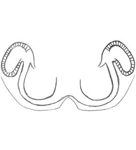 speciesimage