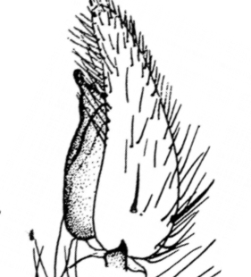 speciesimage