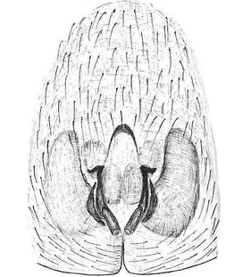 species