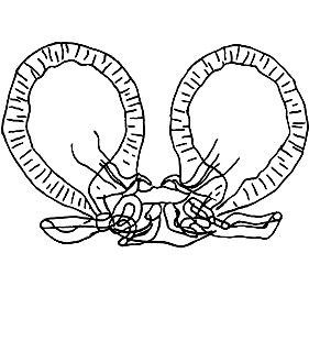 speciesimage