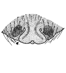 speciesimage