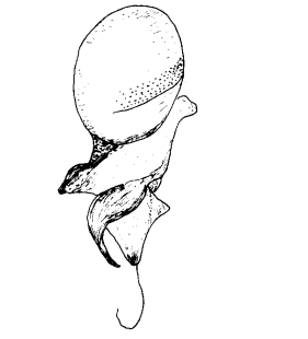 speciesimage