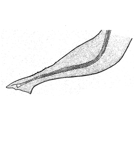 speciesimage