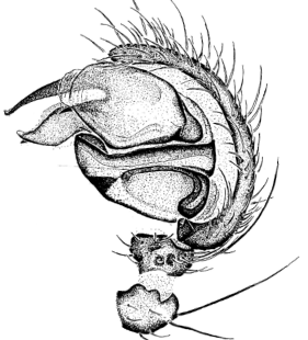 speciesimage