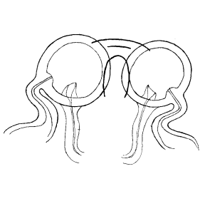 speciesimage