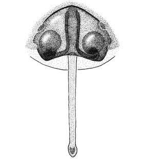 speciesimage