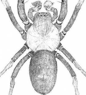 species