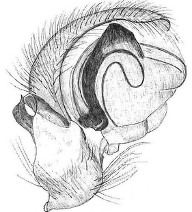 species