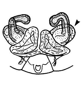 speciesimage