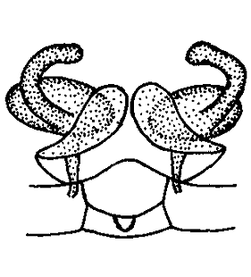 species