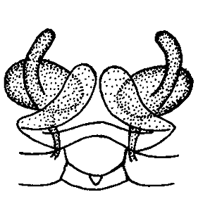 species