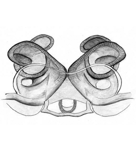 species