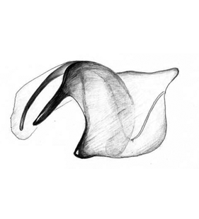 species