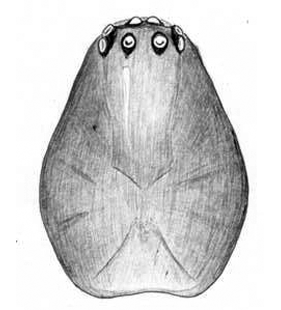species
