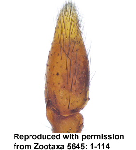 species