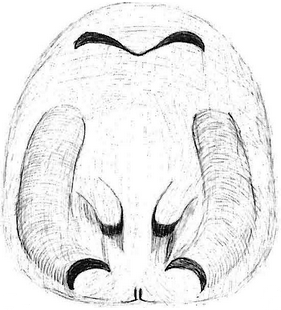 species