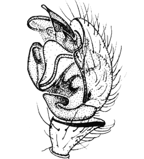 speciesimage