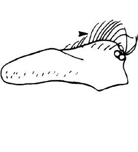 speciesimage