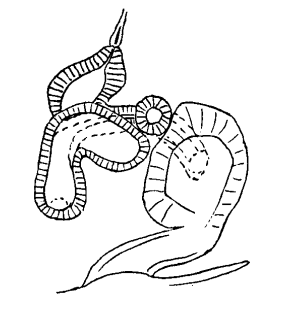 speciesimage