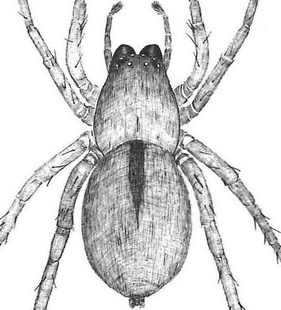species