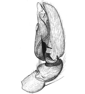 species