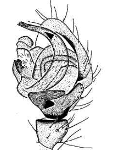 species