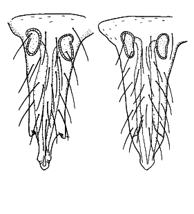 species