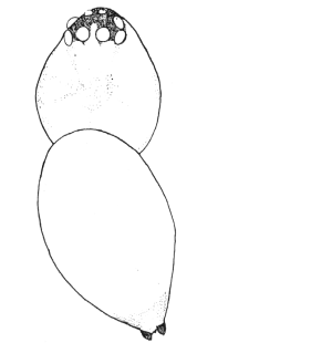 species