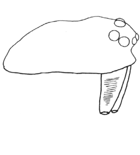 species