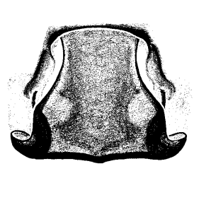 speciesimage