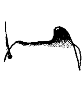 speciesimage